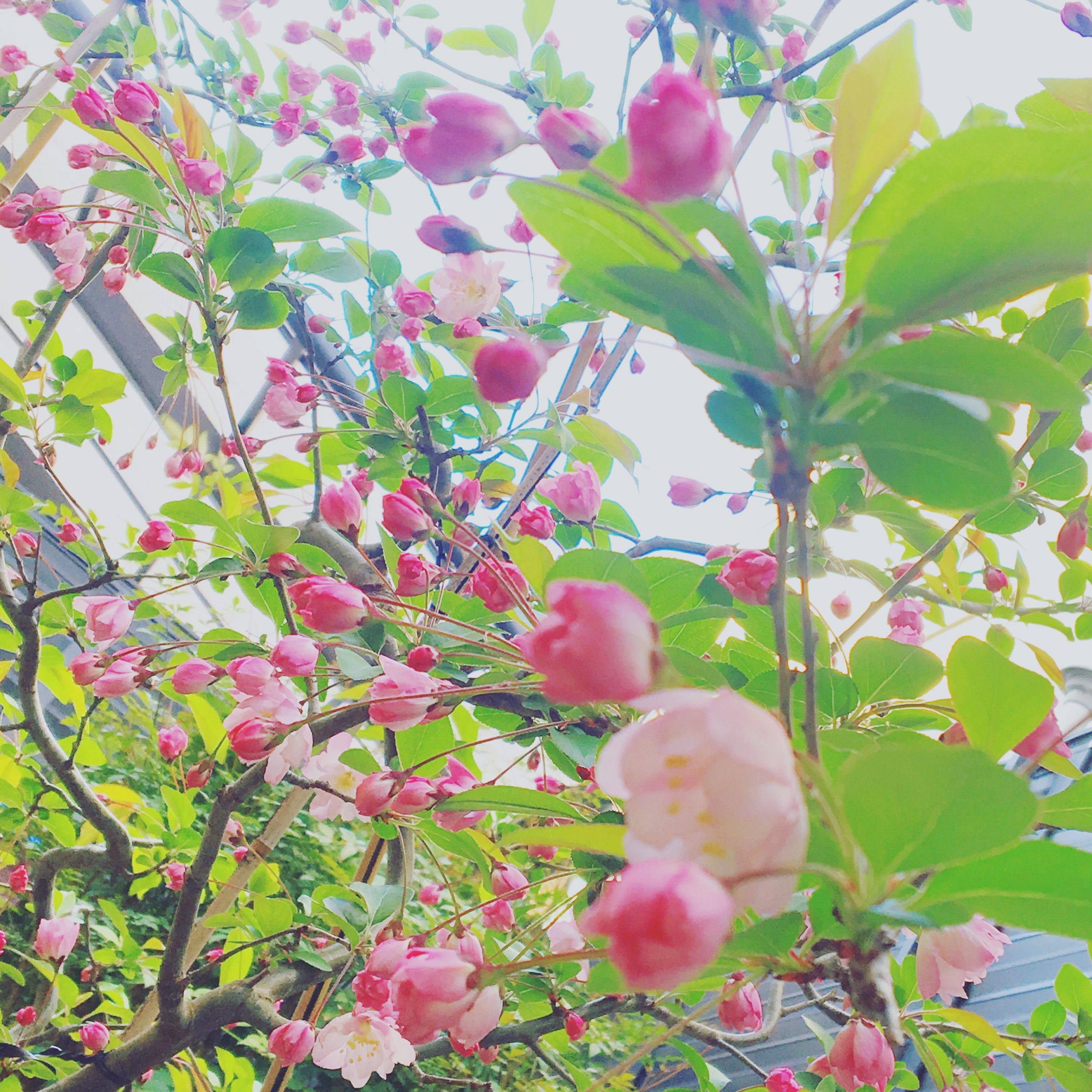お庭の桜の木