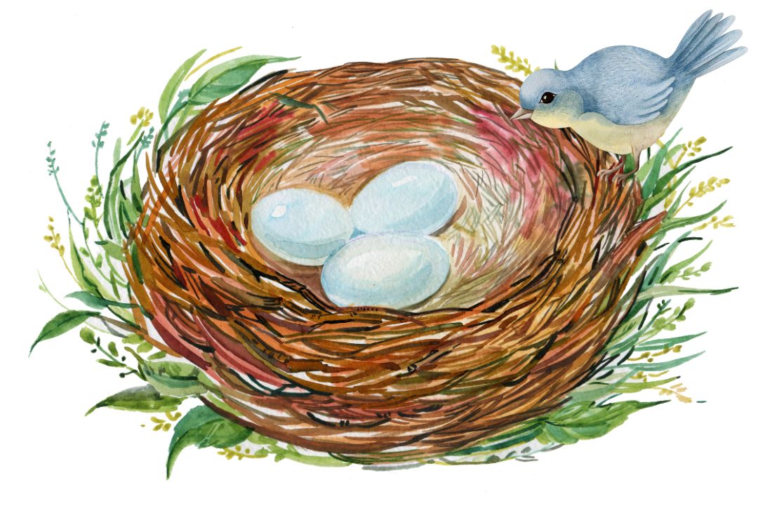 卵と鳥のイラスト